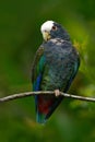 Green and grey parrot, White-crowned Pionus, White-capped Parrot, Pionus senilis, in Costa Rica. Lave on the tree. Parrots