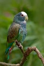 Green and grey parrot, White-crowned Pionus, White-capped Parrot, Pionus senilis, in Costa Rica. Lave on the tree. Parrots courtsh