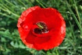 Green grig fun on the nectar of a red poppy.