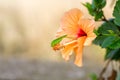 A green grig grasshopper sits on an orange yellow hibiscus flower. Macro