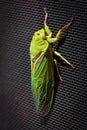 The Green Grocer Cicada on dark background