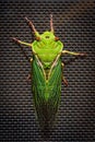 The Green Grocer Cicada on dark background