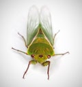 The Green Grocer Cicada isolated on white