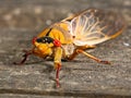 Green Grocer Cicada