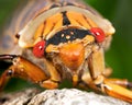 Green Grocer Cicada