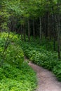 Green Ground Cover Flanks Gravel Trail in Summer Forest Royalty Free Stock Photo