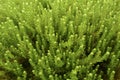 Green ground cover plants Royalty Free Stock Photo