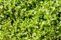 Green ground cover plants close-up on a spring sunny day Royalty Free Stock Photo