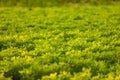 Green Ground Nuts agriculture Field