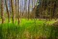 Green Ground in Spring Forest