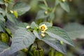 Green Groundcherry (Physalis alkekengi) flower, Chinese lantern, Japanese-lantern Royalty Free Stock Photo