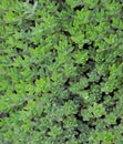 Green groundcover Royalty Free Stock Photo