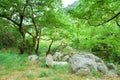 Green grove with big boulders