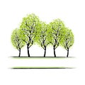 Green grove with trees for your design