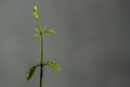 Green growing Bleeding Heart Glorybower plant branch Royalty Free Stock Photo