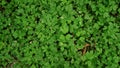 Green growing clovers and other small plants top view graphic texture template