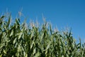 growing corn plants against blue sky Royalty Free Stock Photo