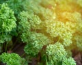 green growing curly parsley on a garden Royalty Free Stock Photo