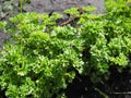 Green growing curly parsley on a garden bed on a sunny day Royalty Free Stock Photo