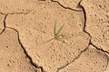 Green grass plant thrive in muddy desert ground after rain , cracked land Royalty Free Stock Photo