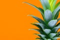 Green growing pineapple top crown on orange background with copy space Royalty Free Stock Photo