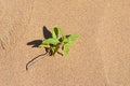 Green plant thrive in desert sands Royalty Free Stock Photo