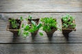 Green growing seedlings, sprouts of garden plants for planting.