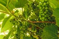 Green growing unripe grape background. Closest grapes are in focus Royalty Free Stock Photo