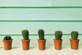 Green growth cactus in small group pod set on table with wood wall background