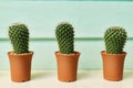 Green growth cactus in small group pod set on table with wood wall background