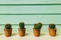 Green growth cactus in small group pod set on table with wood wall background