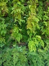 Wall of fern leaves texture Royalty Free Stock Photo