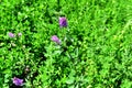 Purple flower in the Green Growth in the fields Royalty Free Stock Photo