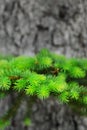 Green Growth Pine Tree Limb and Trunk