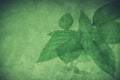 Green grunge leaf background.