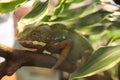 The green Guana is hiding in the branches Royalty Free Stock Photo