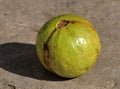 Green guava