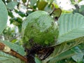 Green Guava Common guava Psidium guajava on the tree