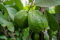 Green guava fruit hanging on tree in agriculture farm of Bangladesh in harvesting season. Psidium guajava Royalty Free Stock Photo