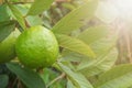 Green guava fruit on tree.