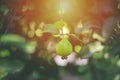 Green Guava 'Jawafa' fruit hanging on tree in agriculture farm at harvest season Royalty Free Stock Photo