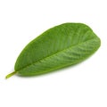 Green Guava leaf isolated over white background Royalty Free Stock Photo