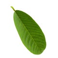 Green Guava leaf isolated over white background Royalty Free Stock Photo