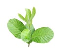 a green guava leaf on a white background, tree leaf branch close photo Royalty Free Stock Photo