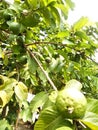 Green guava tree in summer Royalty Free Stock Photo