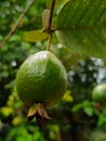 Green Guavas In The Garden