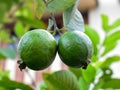 Fresh green guavas in a garden with nice blurry background countryside of India