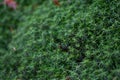 Green Haircap Moss Plant Closeup at an Angle