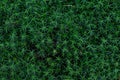 Green Haircap Moss Plant Closeup