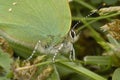 Green Hairstreak butterfly